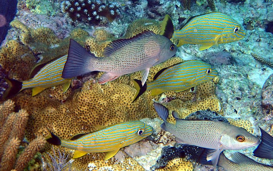 snorkeling-with-fish-off-the-florida-keys-shutterbug